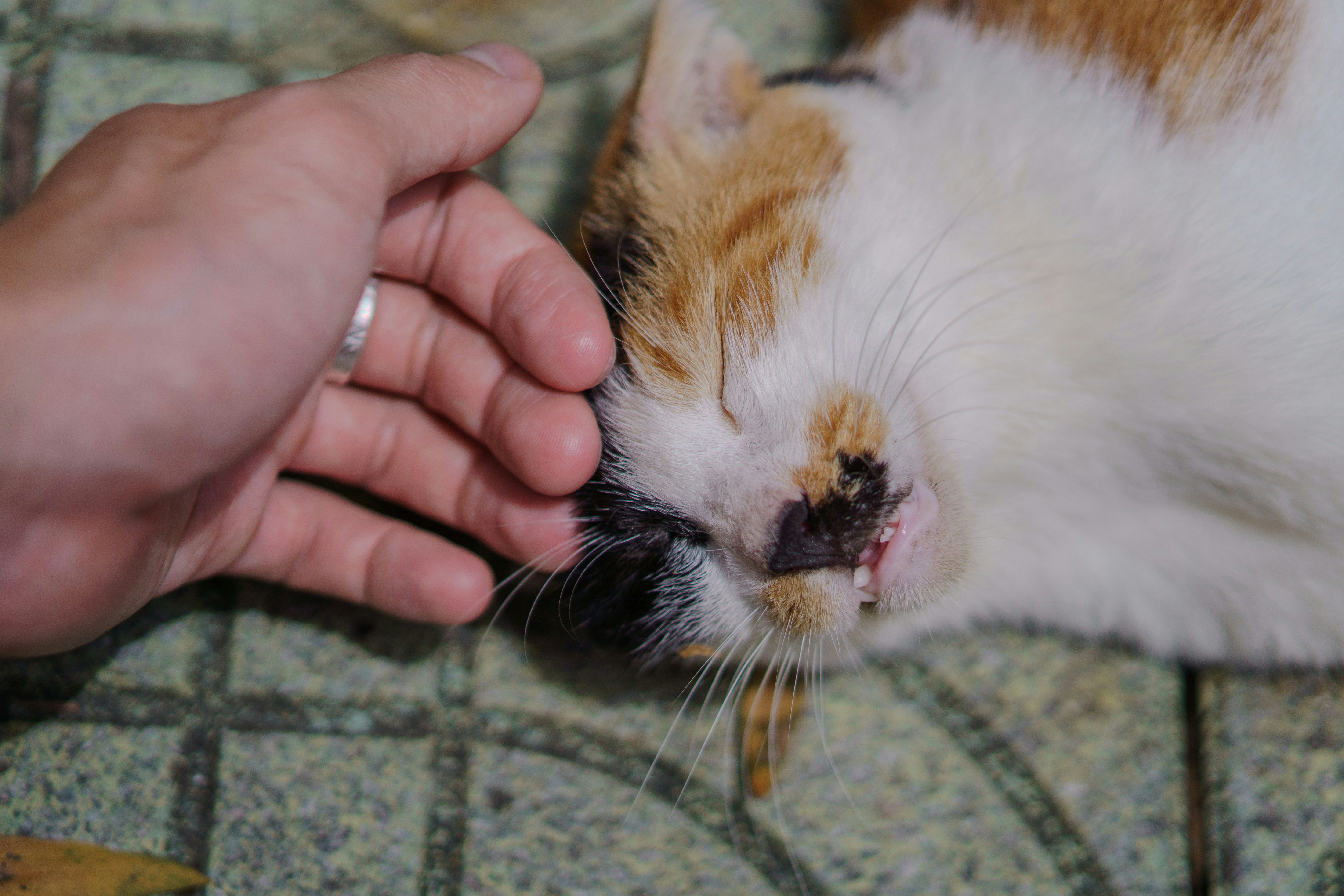 The Power of the Palm: A Pet Owner's Guide to Coconut Oil